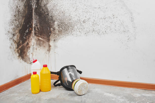 Best Mold Testing and Removal  in Burbank, CA
