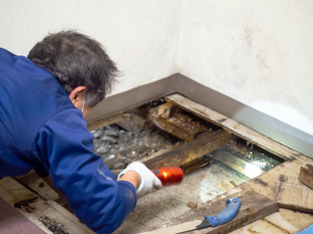 Best Commercial Mold Removal  in Burbank, CA