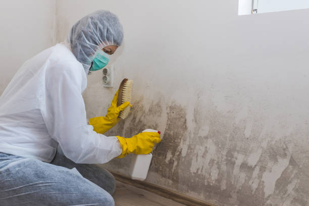 Best Black Mold Removal  in Burbank, CA