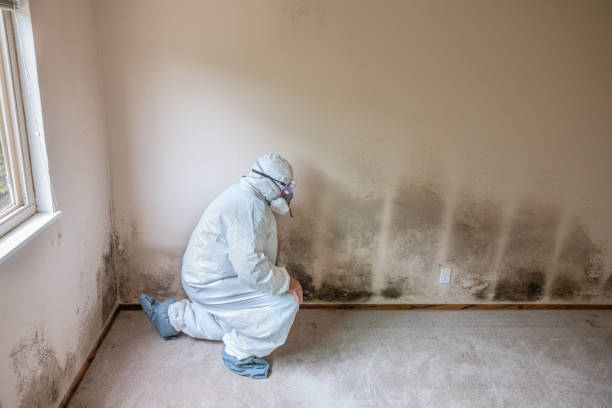 Best Mold Damage Repair  in Burbank, CA