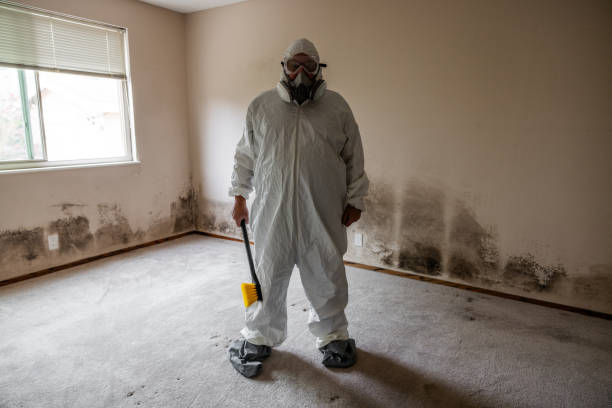 Reliable Burbank, CA Mold Removal Solutions