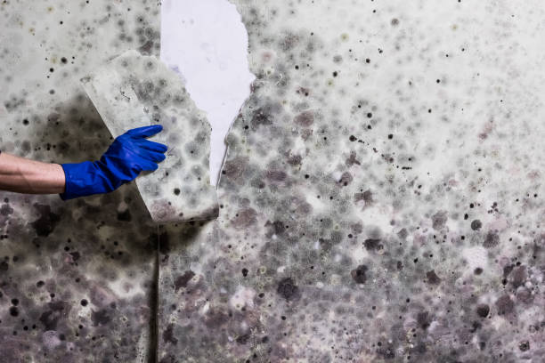 Best Affordable Mold Removal  in Burbank, CA
