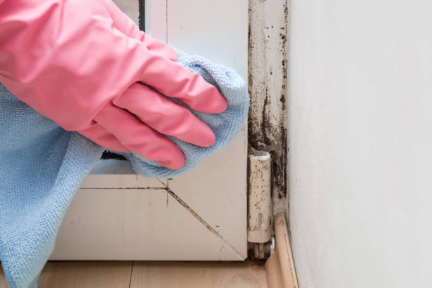 Mold Testing and Removal in Burbank, CA