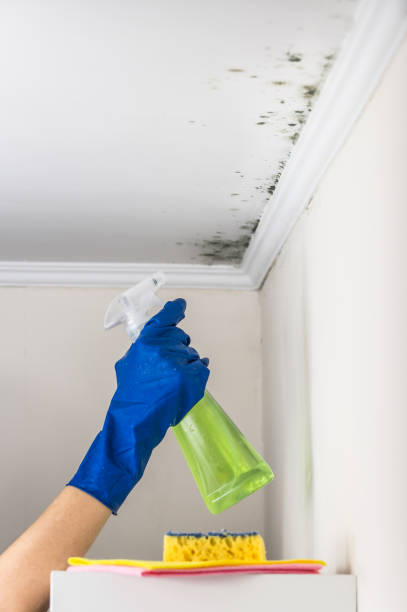 Best Same-Day Mold Removal  in Burbank, CA